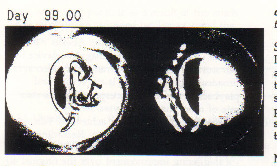 Figure 2. Potential Vorticity (left) and tracer released at mid latitudes (right)