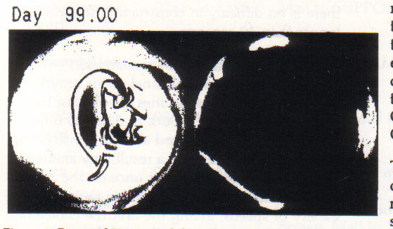 Figure 3. Potential Vorticity (left) and tracer released at Equator (right)